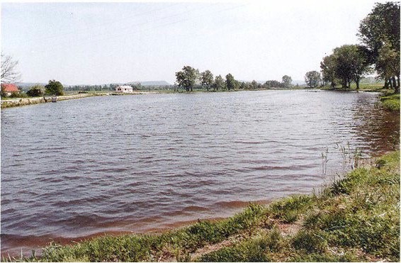A horgszt